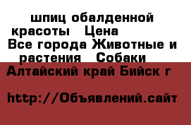 шпиц обалденной красоты › Цена ­ 22 000 - Все города Животные и растения » Собаки   . Алтайский край,Бийск г.